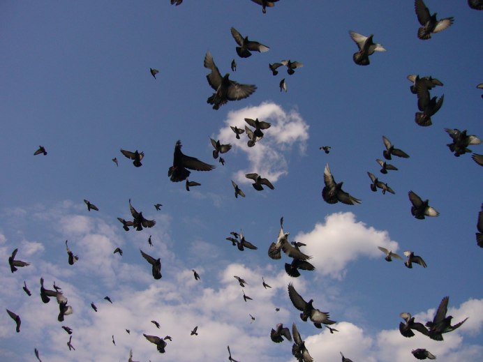 Птицы в полете много