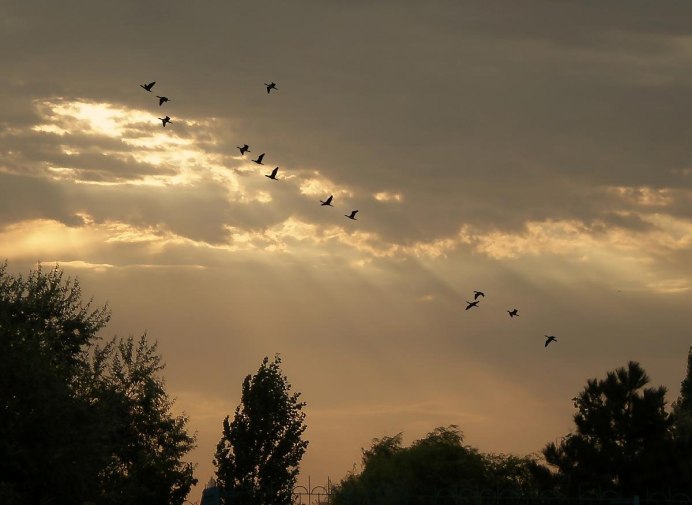 Лето небо птица