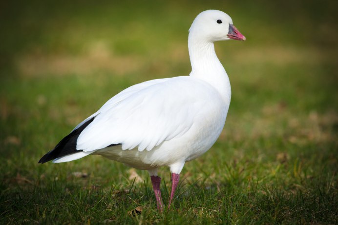 Белый Гусь Anser caerulescens