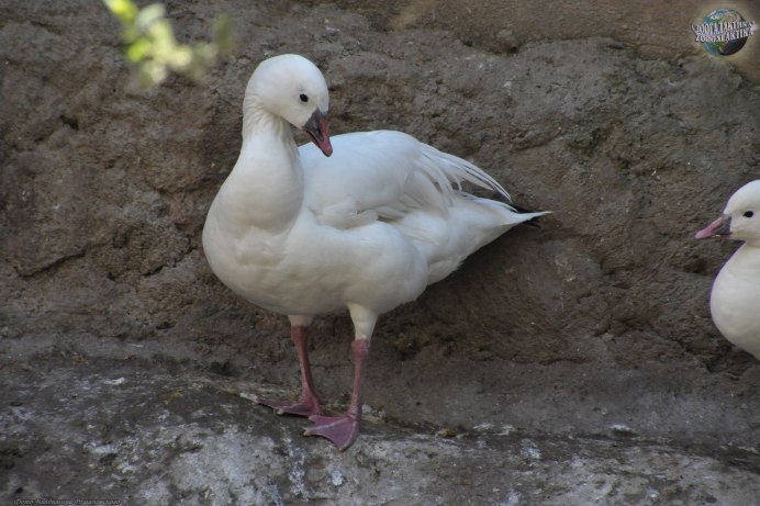 Types of Goose