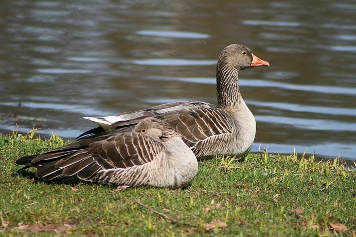 Ross's Goose (Anser rossii)