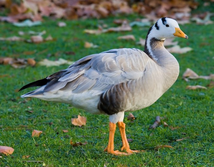 Ross's Goose (Anser rossii)