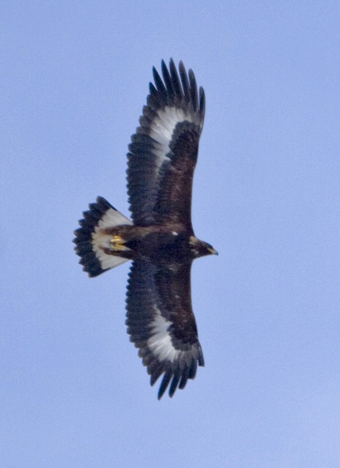 Haliaeetus pelagicus Eagle