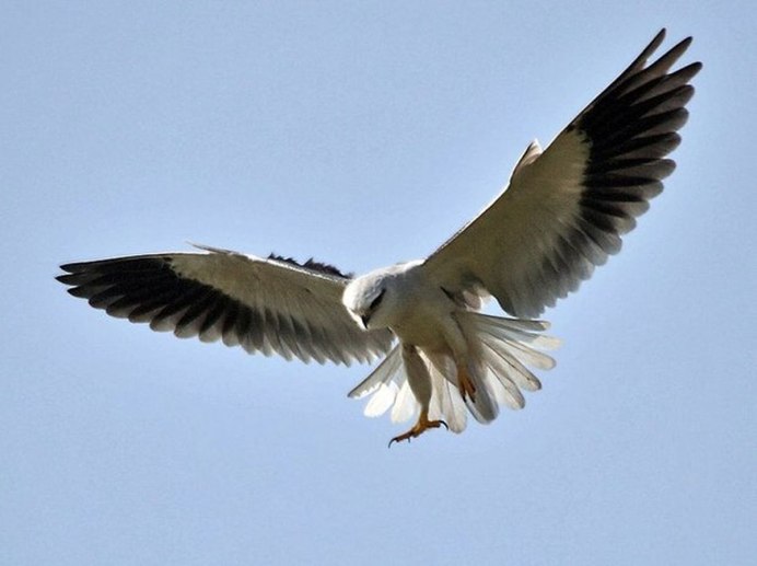Кречет Falco rusticolus