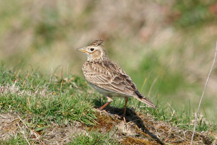 Белая трясогузка Motacilla Alba