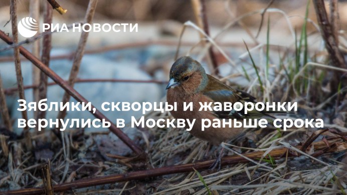 Певчие птицы Подмосковья Жаворонок