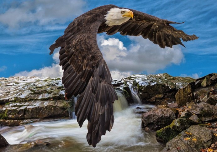 Орел Eagle