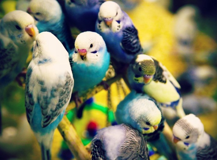 Волнистики попугай 1 месяц