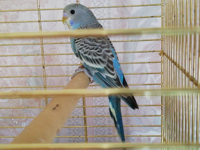 Волнистый попугай Арлекин