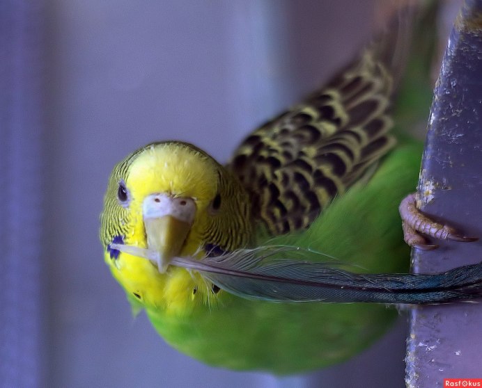 Возрасты попугайчиков