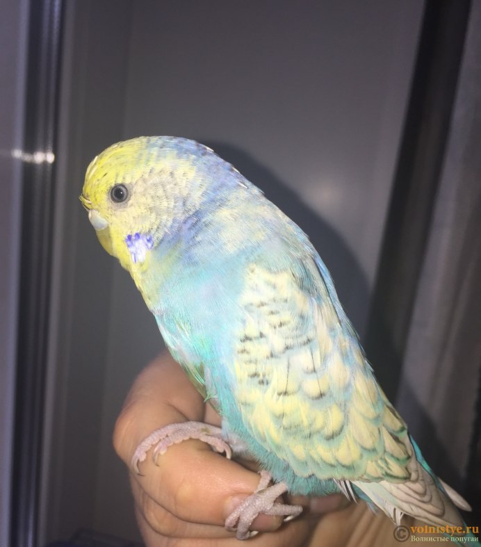 Волнистые попугайчики молодые