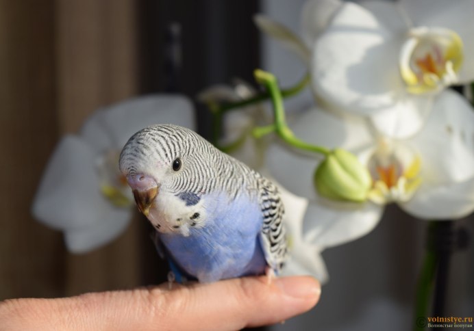 Молодой волнистый попугай