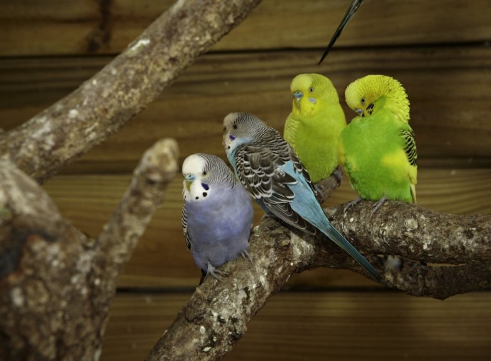 Infant Parrot Corella