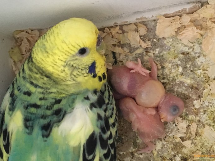 Маленькие волнистые попугайчики