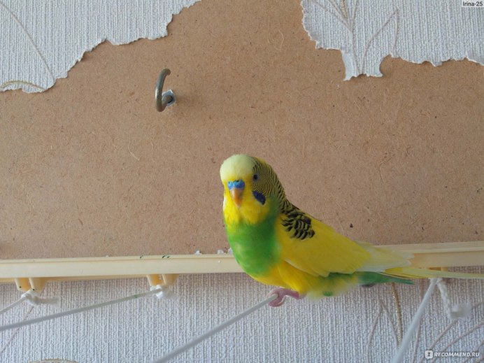 Как узнать что попугай беременный волнистый
