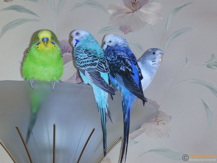 Стальные перекрытия, волнистый попугайчик