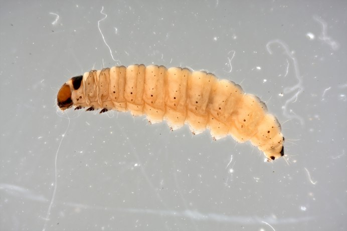 Galleria mellonella личинка