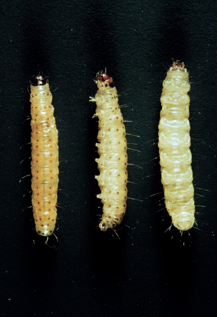 Гусеницы мучных хрущаков