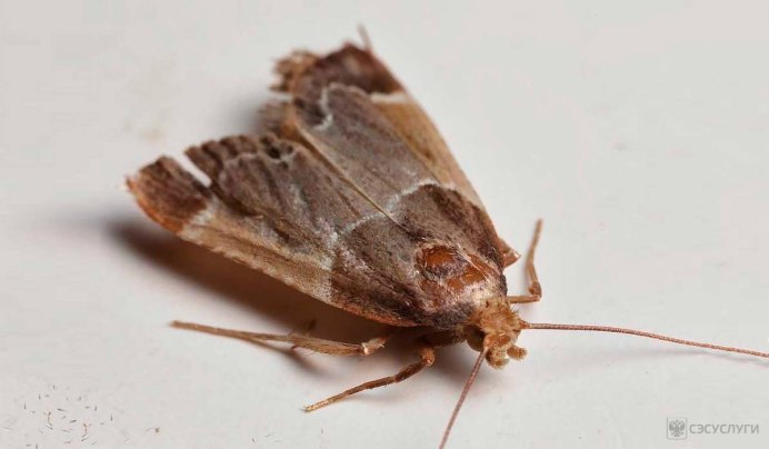 Пищевая моль личинки яйца