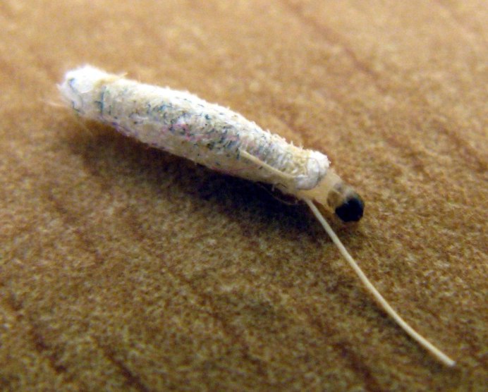 Личинка жука кожееда