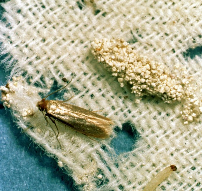 Личинки Тополиной моли