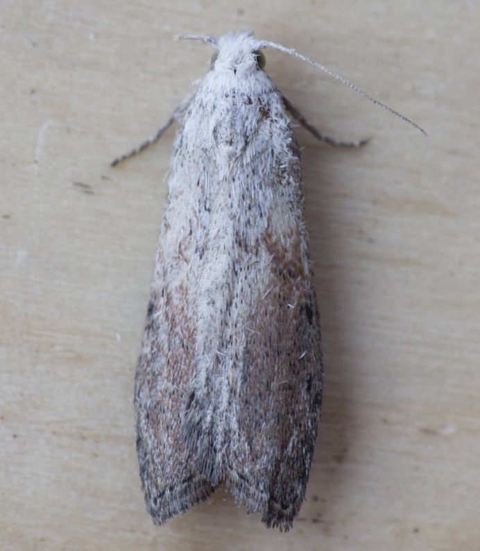 Светло коричневая гусеница