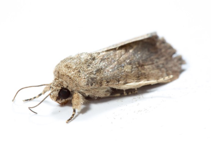 Личинки луковой моли