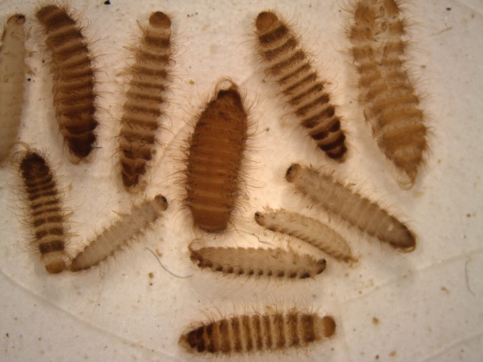 Гусеница моли пастернаковой