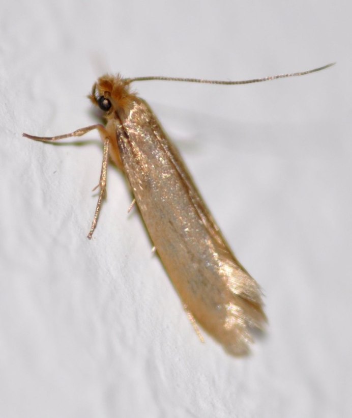 Мебельная моль личинки