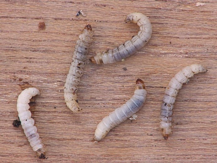 Платяная моль (Tineola bisselliella)