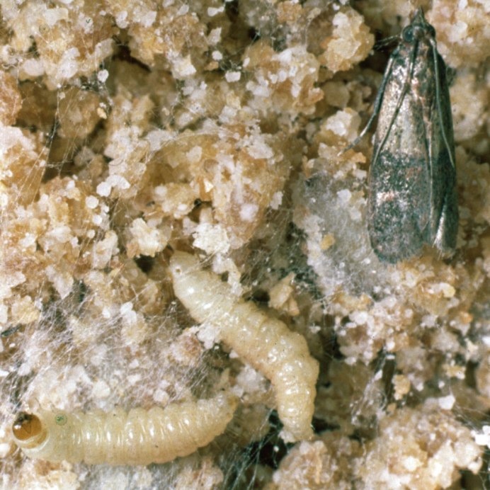 Моль платяная шелкопряд