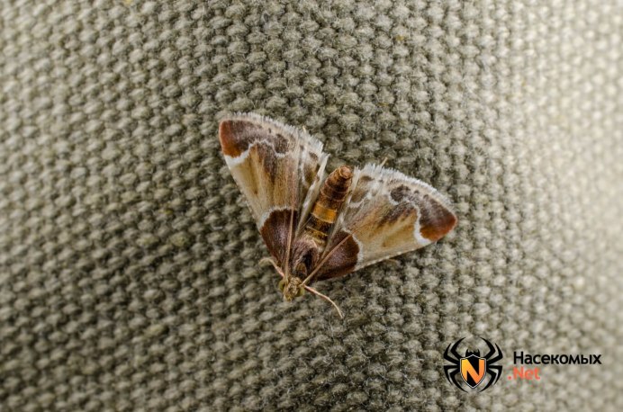 Личинка амбарной моли