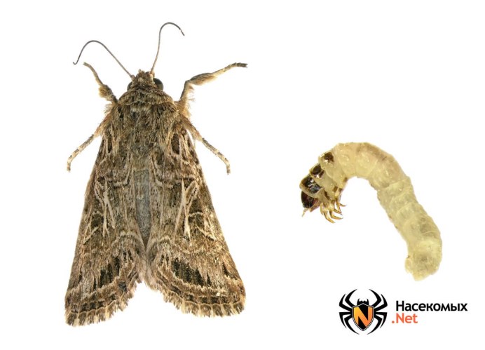 Личинка амбарной моли