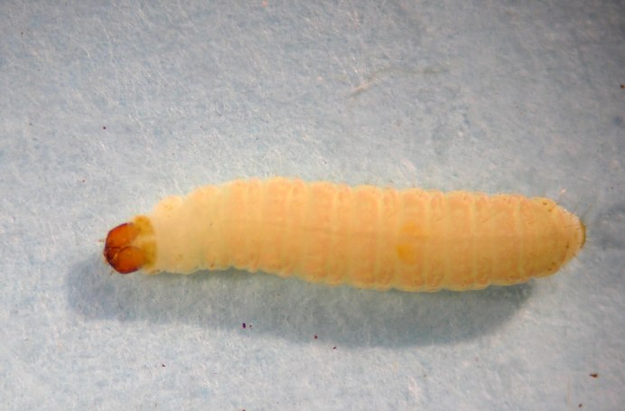 Восковая моль личинки окукливание