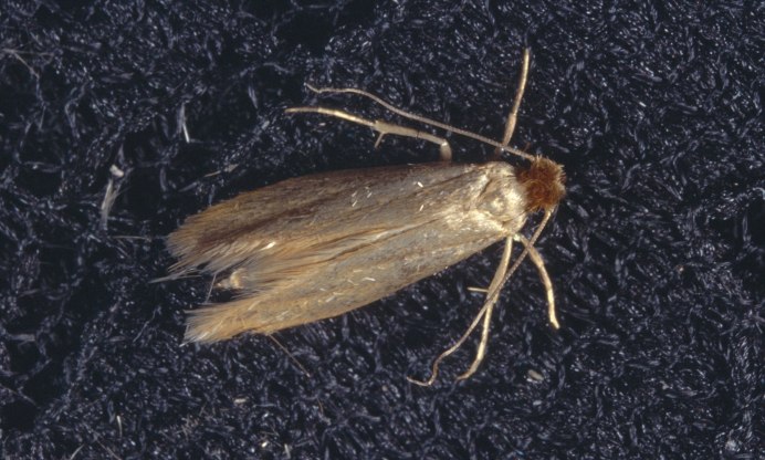 Личинки тростниковой моли