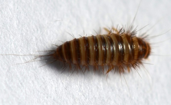 Личинки моли семейства Dalceridae