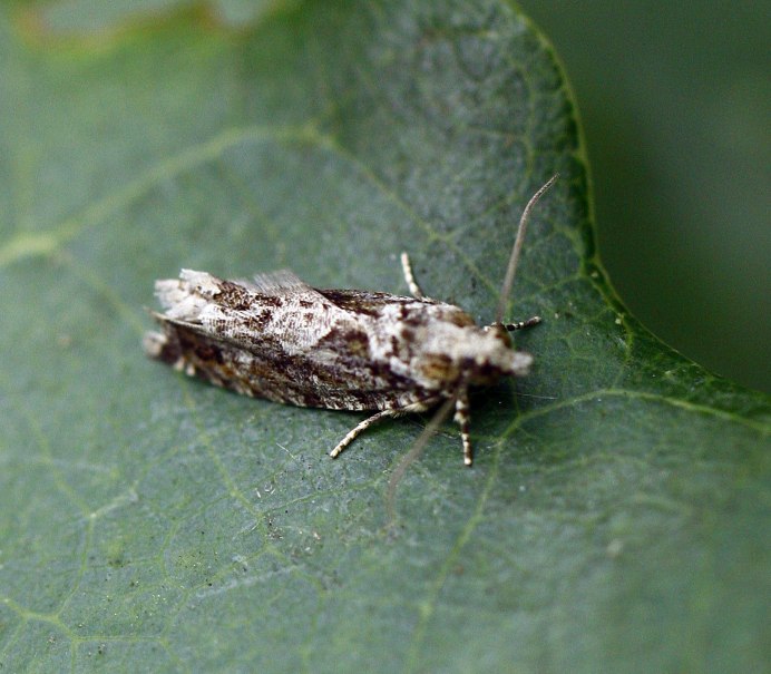 Моль платяная гусеница