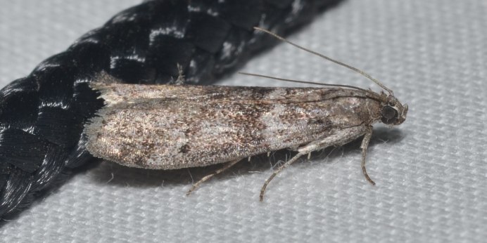 Личинки Тополиной моли