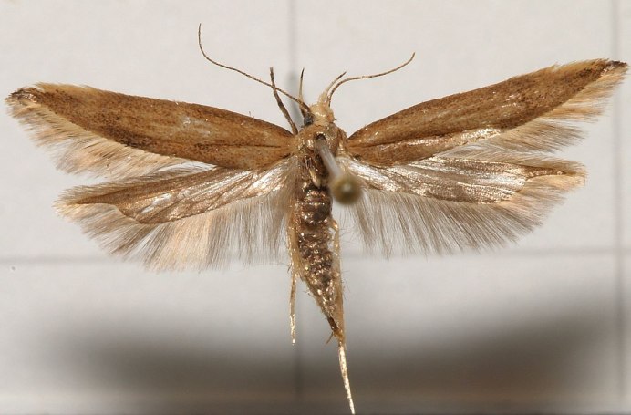 Личинки Тополиной моли