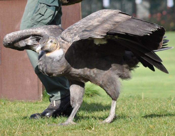 Андский Кондор размах крыльев