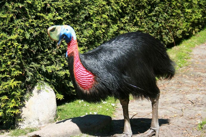 Орел обезьяноед и человек