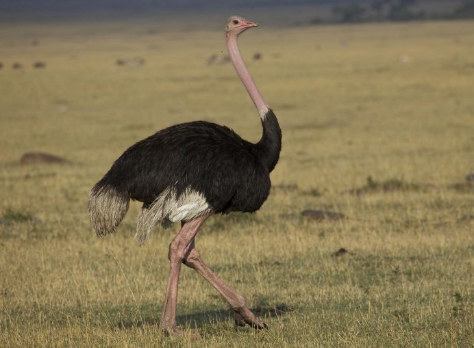 Гвианская Гарпия