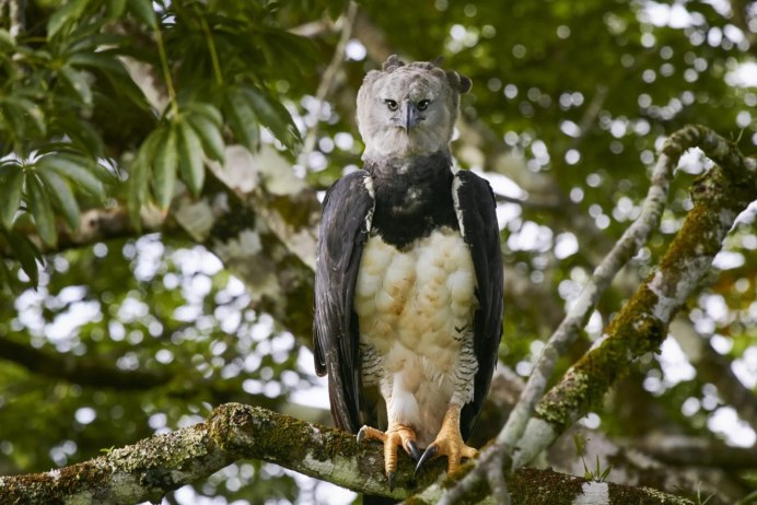 Андский Кондор 1971