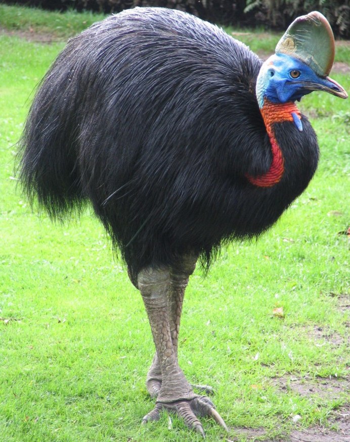 Андский Кондор размах крыльев