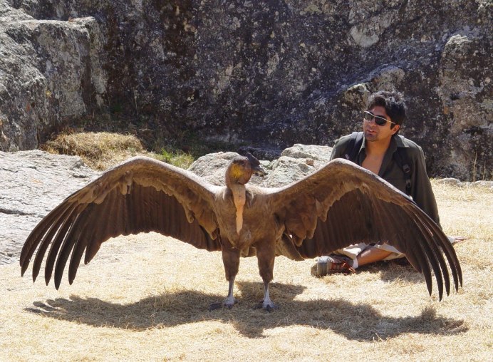 Андский Кондор