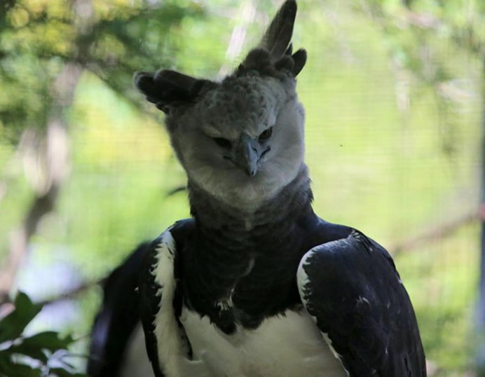 Гарпия птица