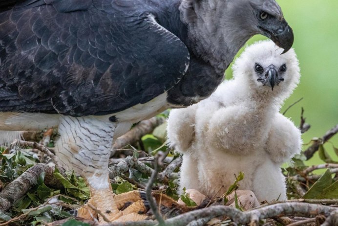 Животные Южной Америки Андский Кондор