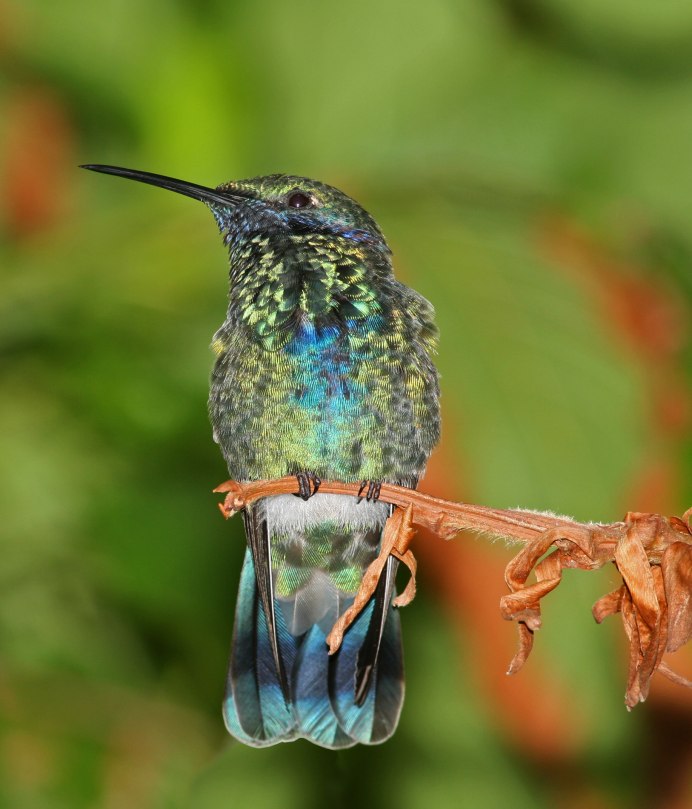 Колибри Colibri Coruscans