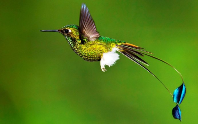 Mellisuga helenae