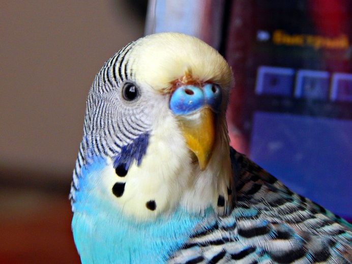 Melopsittacus undulatus